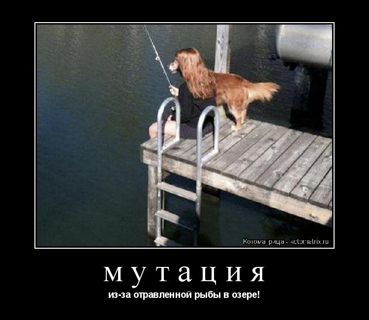 Котоматрица: мутация из-за отравленной рыбы в озере!