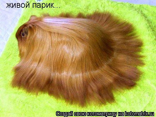 живой парик...... Котоматрица: живой парик...