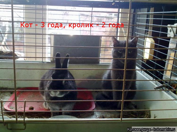 Котоматрица: Кот - 3 года, кролик - 2 года