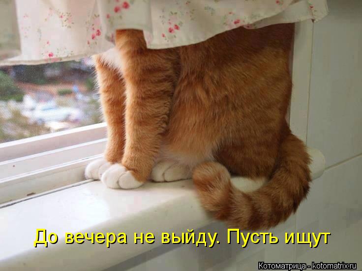 Котоматрица: До вечера не выйду. Пусть ищут