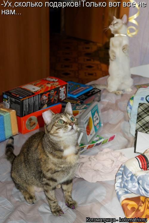 Котоматрица: -Ух,сколько подарков!Только вот всё не нам...
