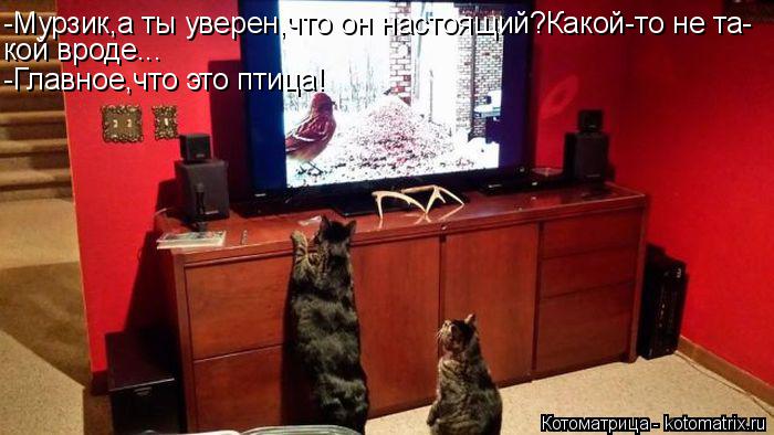 Котоматрица: -Мурзик,а ты уверен,что он настоящий?Какой-то не та- кой вроде... -Главное,что это птица!