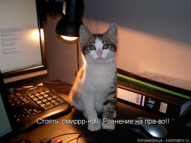 Котоматрица: Стоять, смиррр-но!!! Равнение на пра-во!!