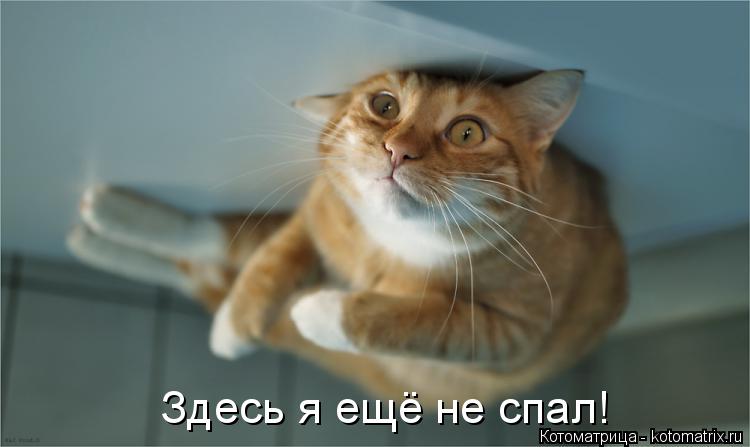 Котоматрица: Здесь я ещё не спал!
