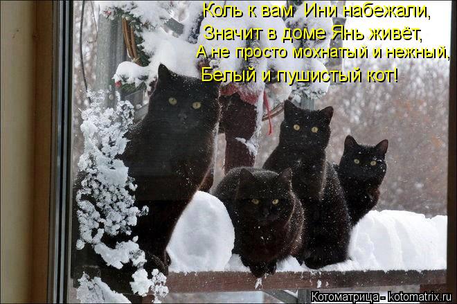 Котоматрица: А не просто мохнатый и нежный, Коль к вам  Ини набежали,  Значит в доме Янь живёт, Белый и пушистый кот!