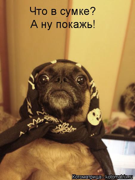 Котоматрица: Что в сумке? А ну покажь!