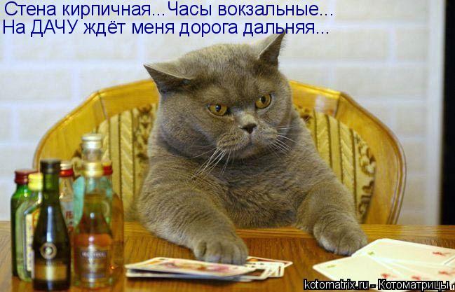 Котоматрица: Стена кирпичная...Часы вокзальные... На ДАЧУ ждёт меня дорога дальняя...