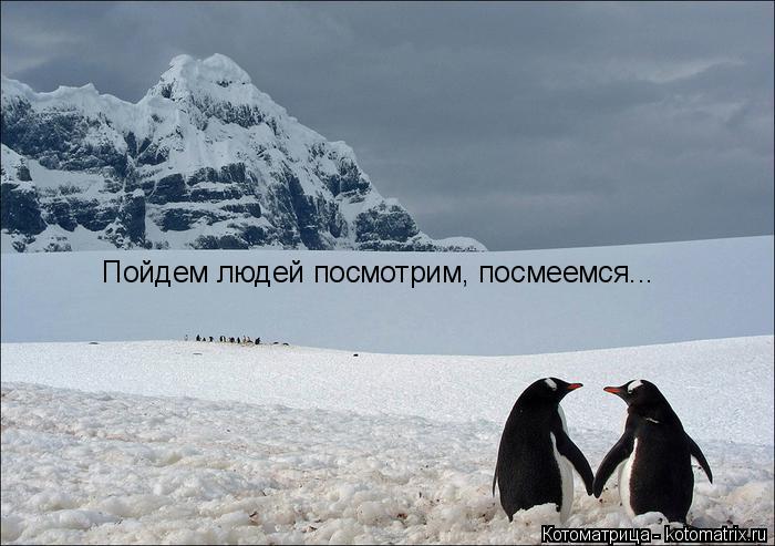 Котоматрица: Пойдем людей посмотрим, посмеемся...