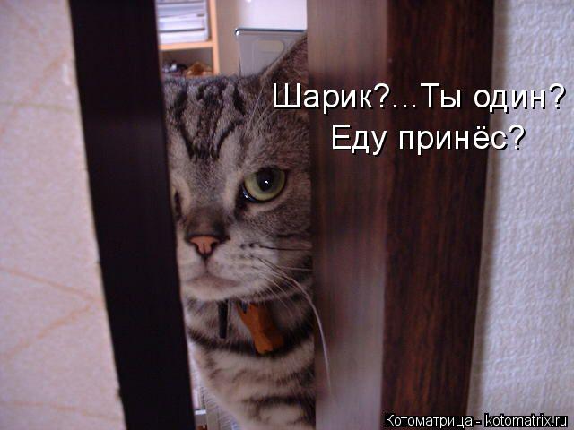 Котоматрица: Шарик?...Ты один? Еду принёс?