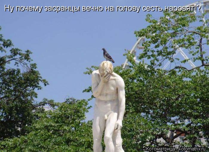 Ну почему засранцы вечно на голову сесть наровят!?... Котоматрица: Ну почему засранцы вечно на голову сесть наровят!?