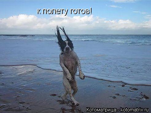 Котоматрица: к полету готов!