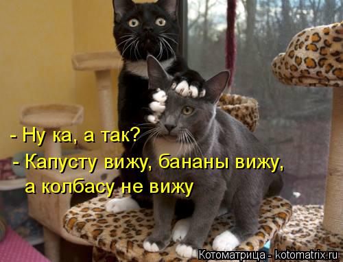 Котоматрица: - Ну ка, а так? - Капусту вижу, бананы вижу, а колбасу не вижу