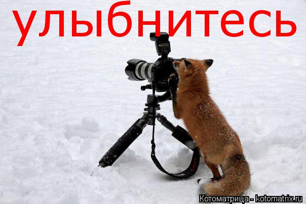 улыбнитесь... Котоматрица: улыбнитесь