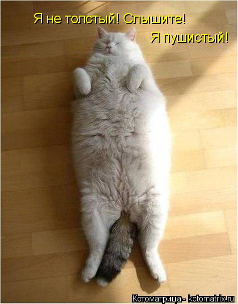 Котоматрица: Я не толстый! Слышите! Я пушистый!