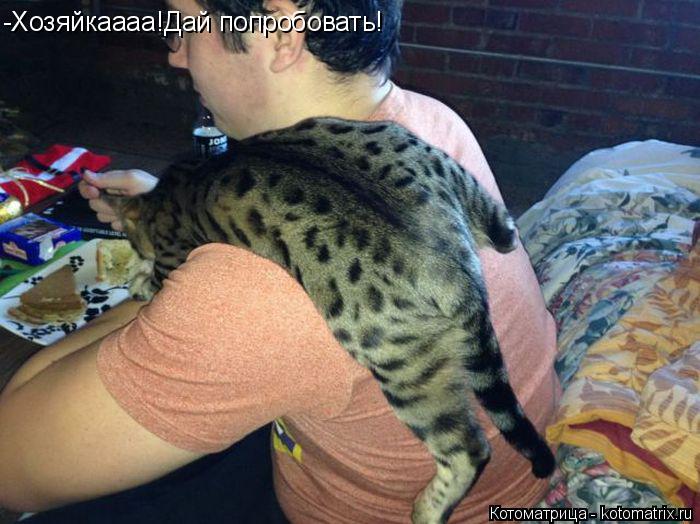 Котоматрица: -Хозяйкаааа!Дай попробовать!
