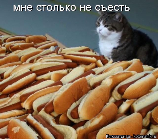 мне столько не съесть... Котоматрица: мне столько не съесть