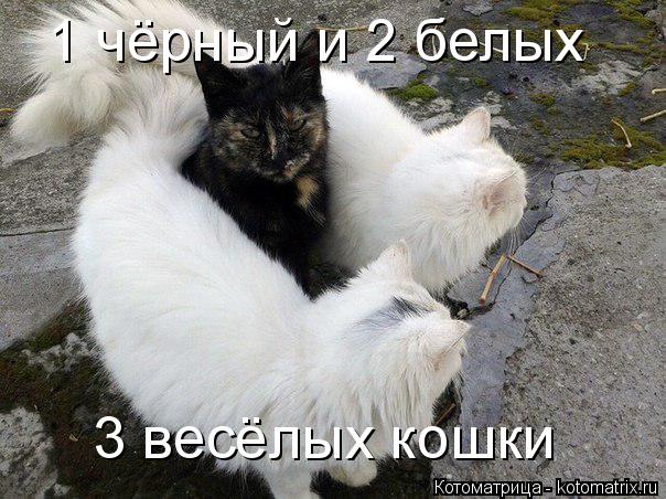 Котоматрица: 1 чёрный и 2 белых 3 весёлых кошки
