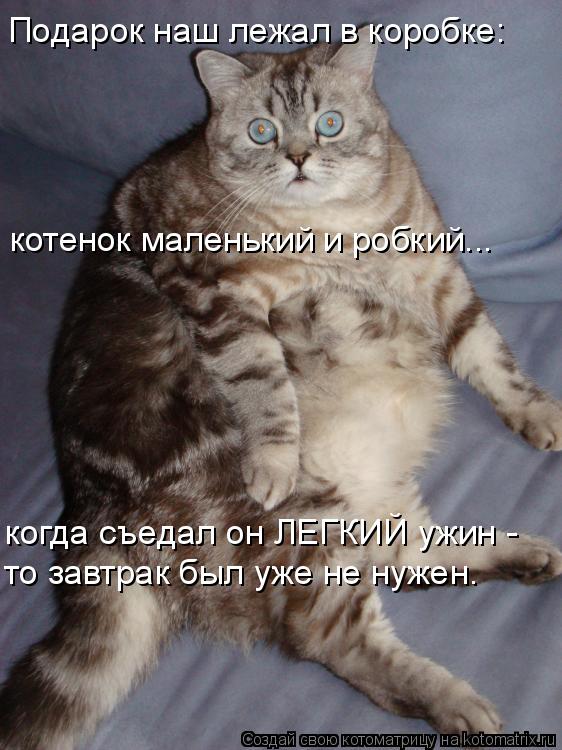 Котоматрица: когда съедал он ЛЕГКИЙ ужин -  то завтрак был уже не нужен. Подарок наш лежал в коробке: котенок маленький и робкий...