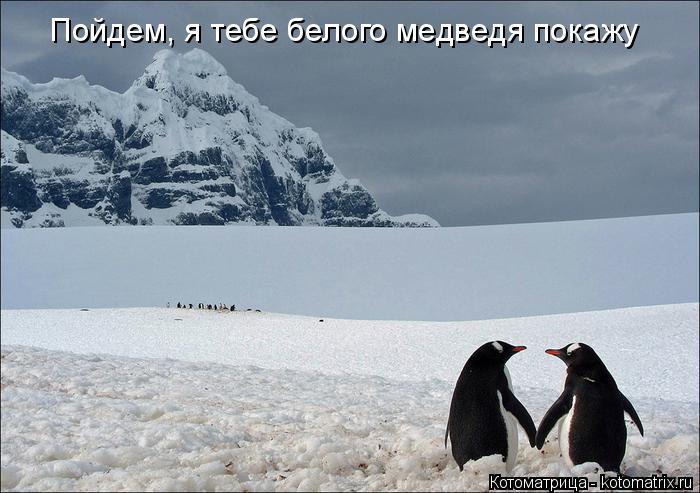 Котоматрица: Пойдем, я тебе белого медведя покажу