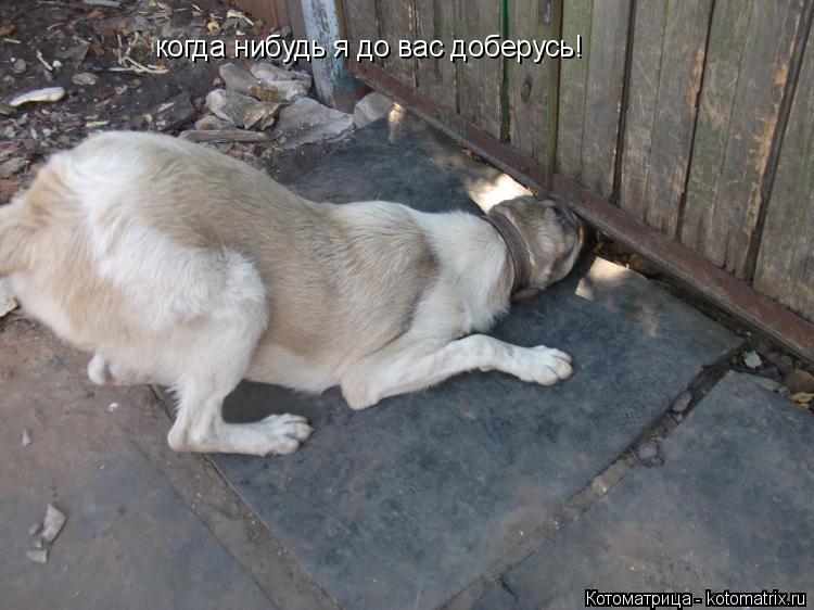Котоматрица: когда нибудь я до вас доберусь!