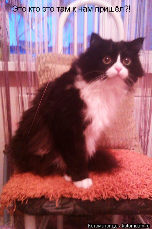 Котоматрица: Это кто это там к нам пришёл?!