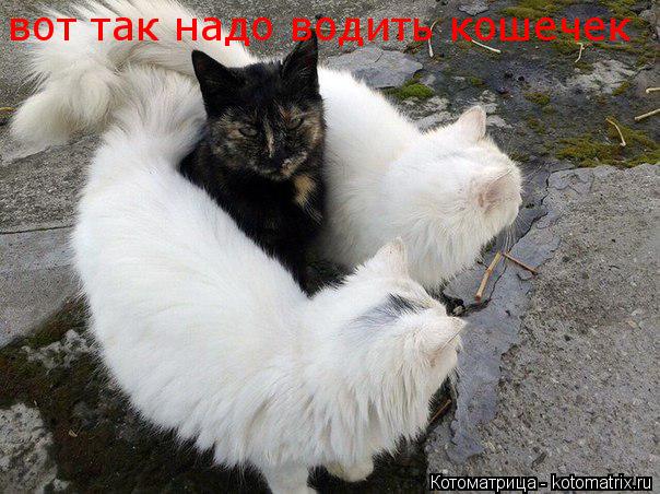 Котоматрица: вот так надо водить кошечек