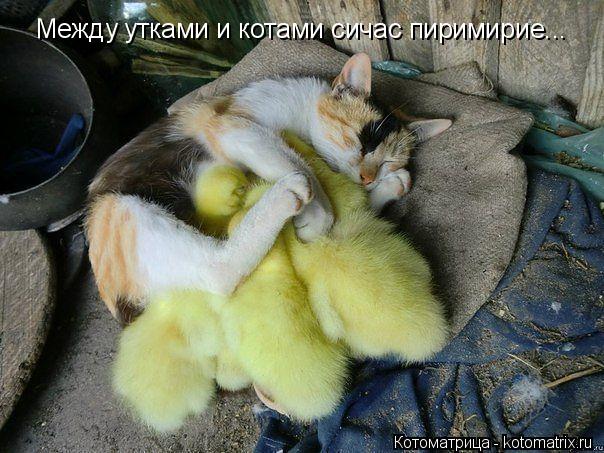 Котоматрица: Между утками и котами сичас пиримирие...