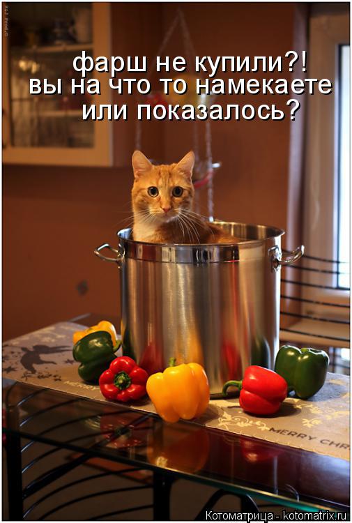 Котоматрица: фарш не купили?! вы на что то намекаете  или показалось?