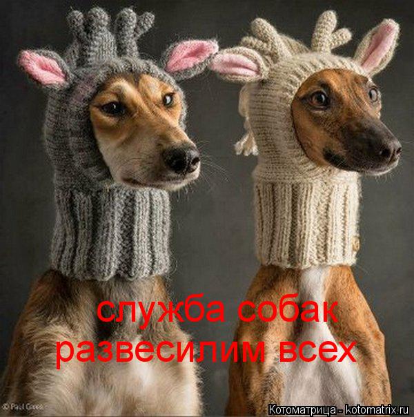 служба собак развесилим всех... Котоматрица: служба собак развесилим всех