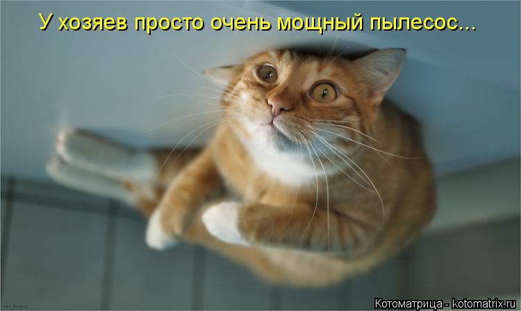 У хозяев просто очень мощный пылесос...... Котоматрица: У хозяев просто очень мощный пылесос...