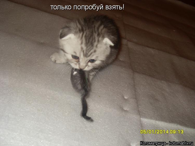 Котоматрица: только попробуй взять!