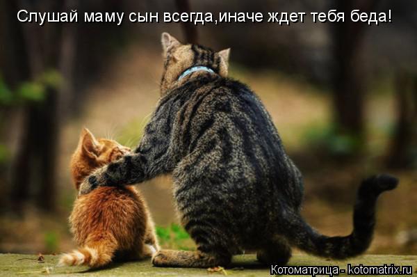 Котоматрица: Слушай маму сын всегда,иначе ждет тебя беда!