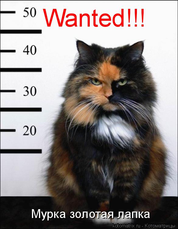 Котоматрица: Wanted!!! Мурка золотая лапка