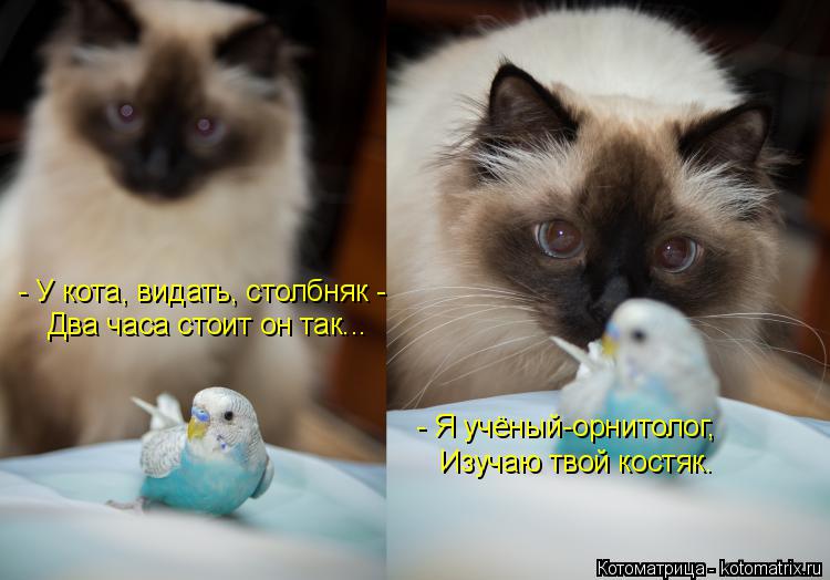 - У кота, видать, столбняк - Два часа стоит он так... - Я учёный-орнитолог, Изучаю твой костяк.... Котоматрица: - У кота, видать, столбняк - Два часа стоит он так... - Я учёный-орнитолог, Изучаю твой костяк.