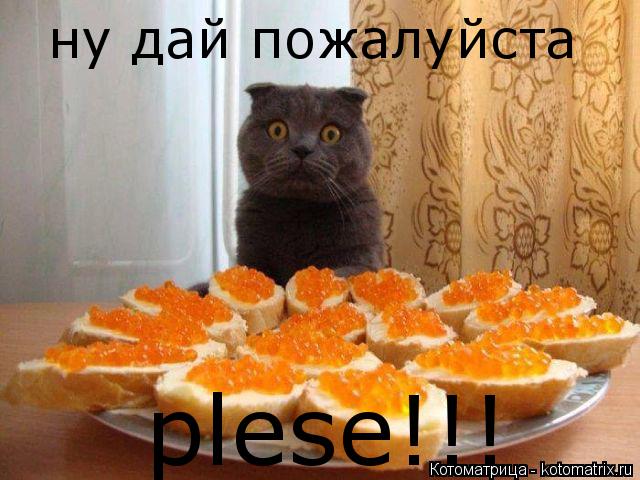 Котоматрица: ну дай пожалуйста plese!!!
