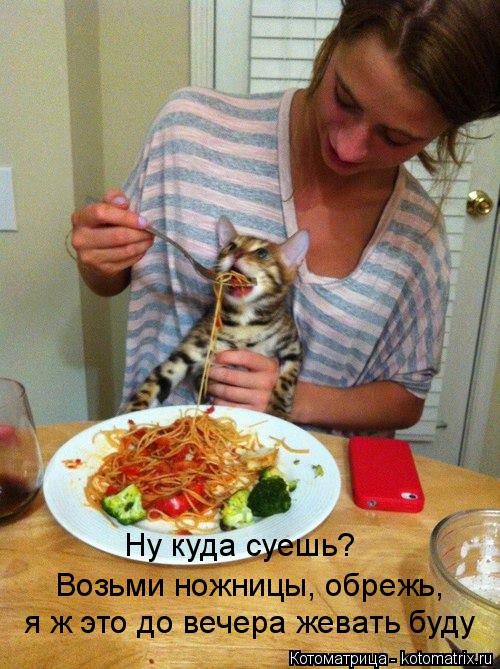 Котоматрица: Ну куда суешь? Возьми ножницы, обрежь, я ж это до вечера жевать буду