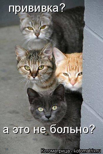 Котоматрица: прививка? а это не больно?