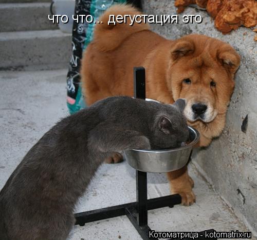 что что... дегустация это... Котоматрица: что что... дегустация это