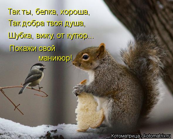 Так ты, белка, хороша, Так добра твоя душа, Шубка, вижу, от кутюр... Покажи свой маникюр!... Котоматрица: Так ты, белка, хороша, Так добра твоя душа, Шубка, вижу, от кутюр... Покажи свой маникюр!