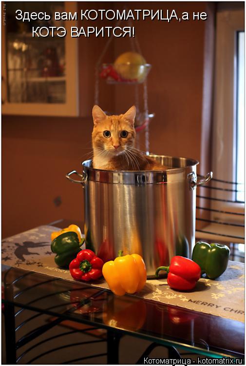 Котоматрица: Здесь вам КОТОМАТРИЦА,а не  КОТЭ ВАРИТСЯ!