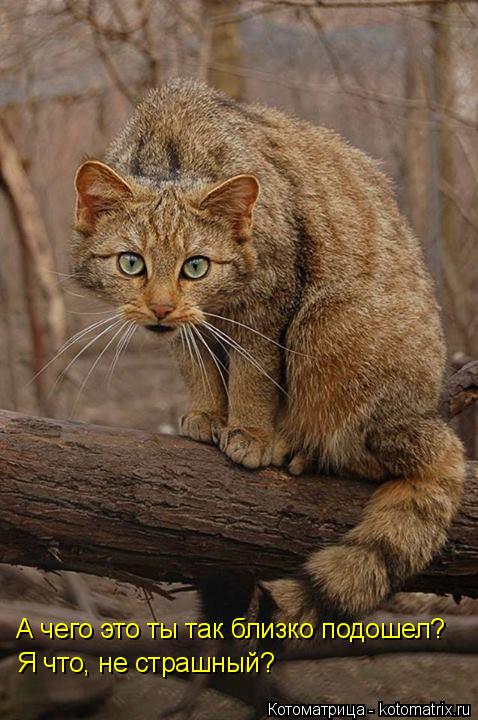 А чего это ты так близко подошел? Я что, не страшный?... Котоматрица: А чего это ты так близко подошел? Я что, не страшный?