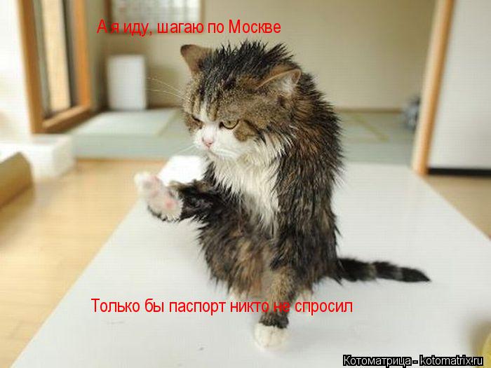 Котоматрица: А я иду, шагаю по Москве Только бы паспорт никто не спросил