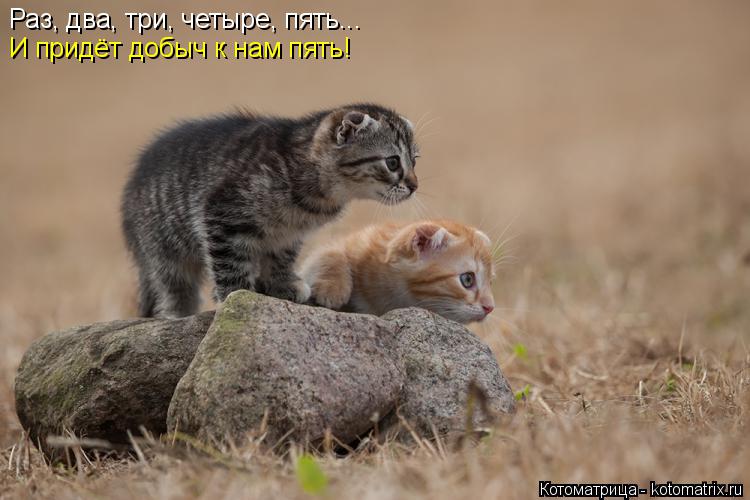 Раз, два, три, четыре, пять... И придёт добыч к нам пять!... Котоматрица: Раз, два, три, четыре, пять... И придёт добыч к нам пять!