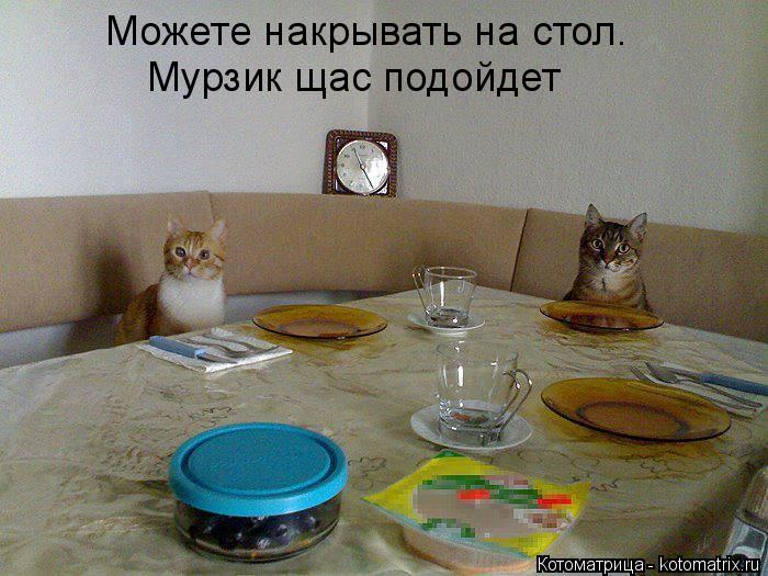 Котоматрица: Можете накрывать на стол. Мурзик щас подойдет