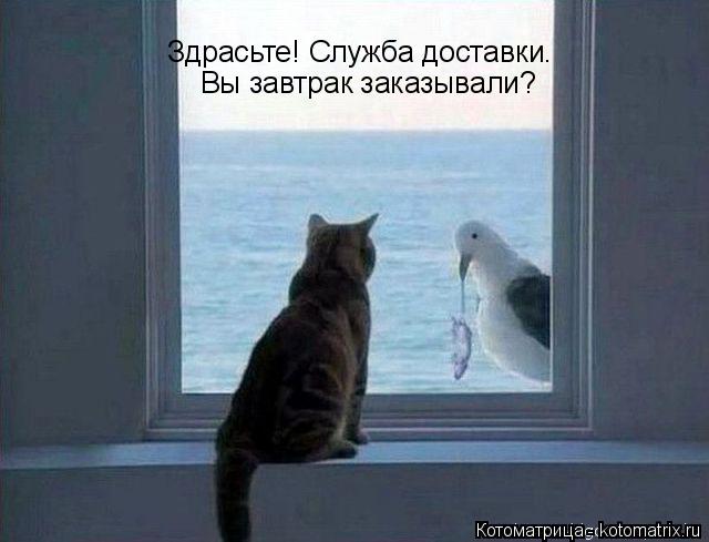 Котоматрица: Здрасьте! Служба доставки. Вы завтрак заказывали?