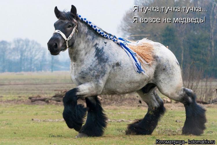 Котоматрица: Я тучка,тучка,тучка... Я вовсе не медведь!