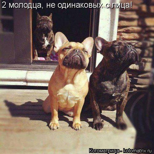 2 молодца, не одинаковых с лица!... Котоматрица: 2 молодца, не одинаковых с лица!