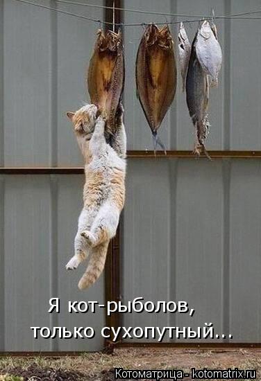 Котоматрица: Я кот-рыболов,  только сухопутный...