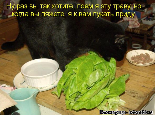 Ну раз вы так хотите, поем я эту траву, но когда вы ляжете, я к вам пукать приду... Котоматрица: Ну раз вы так хотите, поем я эту траву, но когда вы ляжете, я к вам пукать приду