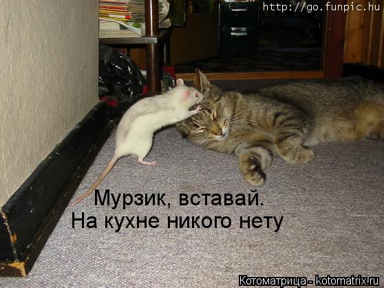 Котоматрица: Мурзик, вставай. На кухне никого нету